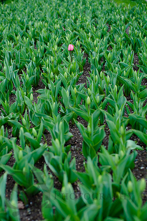 Spring050
