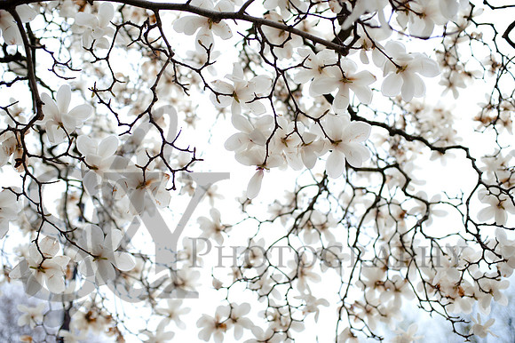 Spring030