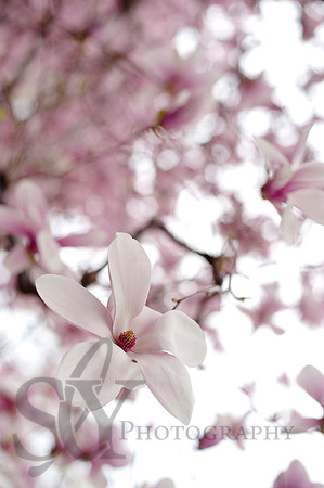 Spring036