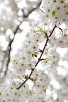 Boston White Blossoms