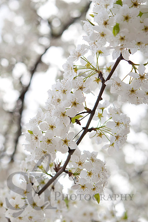 Boston White Blossoms