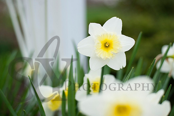 spring058