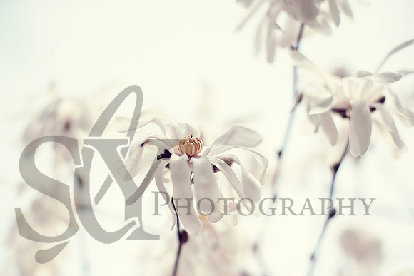 spring004